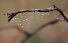 Network / ***