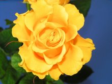 Yellow on blue / ***