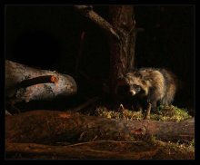 Frugal raccoon / ***