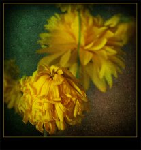 Autumn / ***