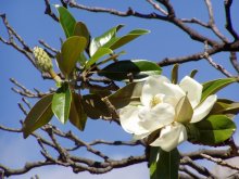 Magnolia ... / ***