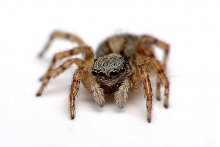 Look in my eyes either: Very scary close-up ... / ***