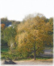 Early Autumn / ***