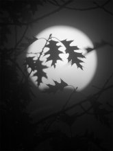 moonless / ***