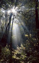 Last warm rays / ***