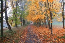 Avenues of autumn ... / ***