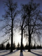 Three old friends / ***