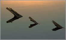 Wedge / ***