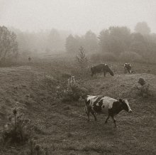 cows and Volodya tumane2 / ***