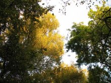 Autumn / ***