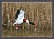 Flight / ***