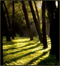 . A nice little green glade with a lice ... / ***