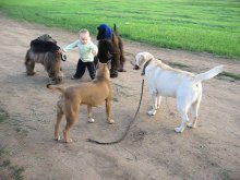 Junior handler / ***