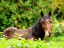 Horse / ***