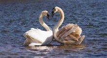 Love ... / ***