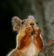 Lord, send nut!) / ***