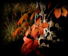 Light fall / ***