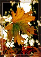 Maple colors / ***