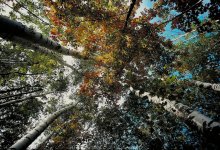Birches / ***