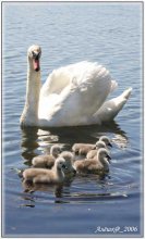 S Family / ***