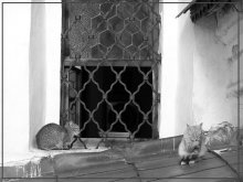 Before the dining room window, waiting for a meal / ***