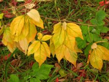 Autumn brightness / ***