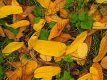 Autumn brightness 2 / ***