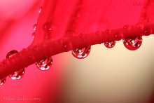 Little rain / ***
