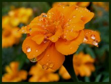 regen fällt / ***