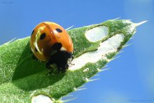 Breakfast ladybugs / ***