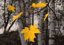 Yellow letters fall ... / ***