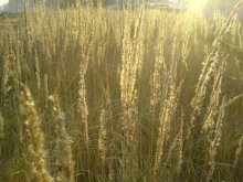 gold autumn / ***