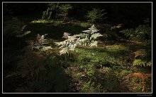 Ferns / ***