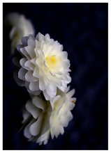 postcard .. / ***