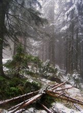 May morning in the Carpathians / ***