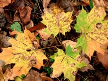 Autumn brightness 6 / ***
