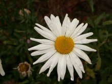 Nach dem Regen / ***