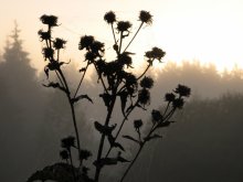 Altweibersommer / ***