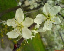 Bloom / ***
