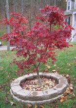 Autumn / ***