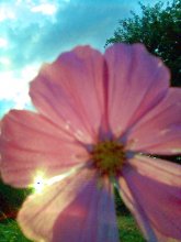 Evening / ***
