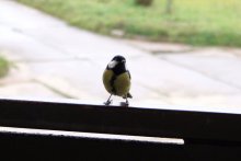 Time will tell? / ***