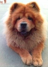 Fluffy / ***