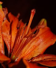 Rouge et noir / ***