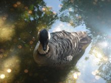 Golden Duck / ***