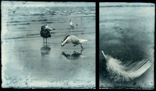 Seagull ... Jonathan ... (for those who fly and believes) / ***
