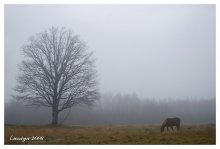 Duo / ***