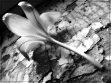 Diagonal / ***