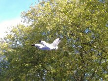 I believe, I can fly... / ***