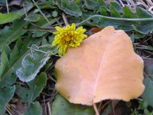 Herbst Winter ... / ***